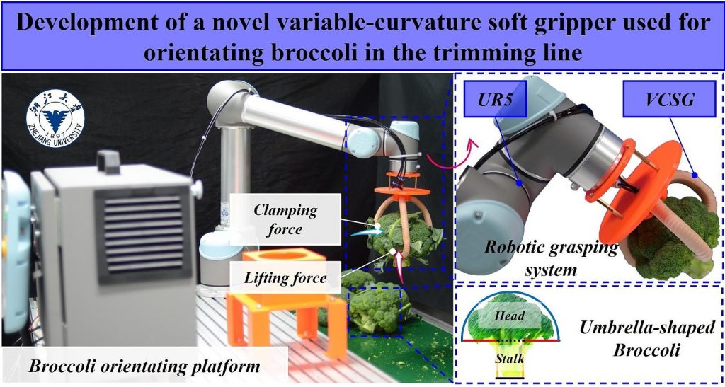Development of a novel variable-curvature soft gripper used for orientating broccoli in the trimming line