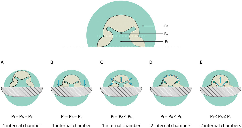 Classification and evaluation of octopus‐inspired suction cups for soft continuum robots