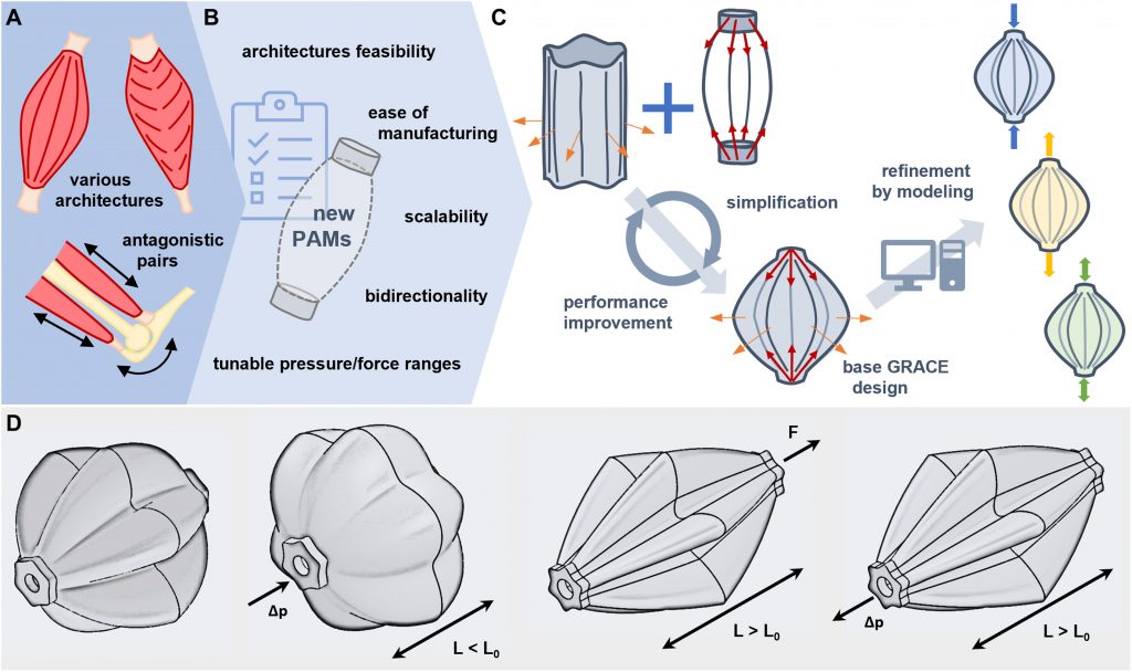 3D-printed biomimetic artificial muscles using soft actuators that contract and elongate